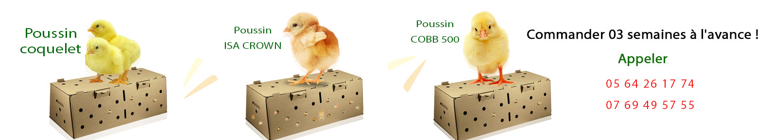 POUSSINS
