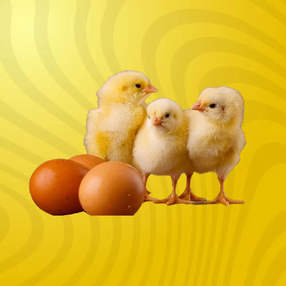 POUSSINS