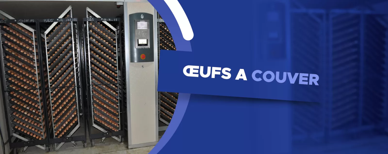 OEUFS A COUVER